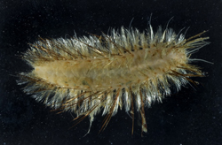 Annelids Annelids
