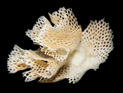 Bryozoans Bryozoans