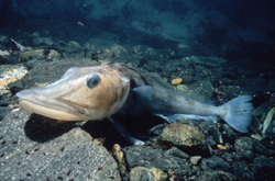 Chordates Chordates