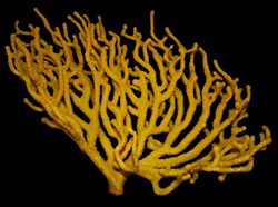 Cnidarians Cnidarians