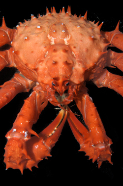 Crustaceans Crustaceans