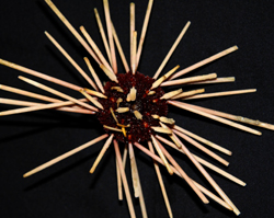 Echinoderms Echinoderms