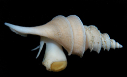 Molluscs Molluscs