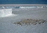 Emperor penguin colony at Halley Research Station