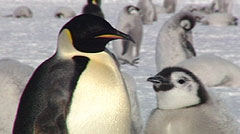 Video of Antarctic wildlife