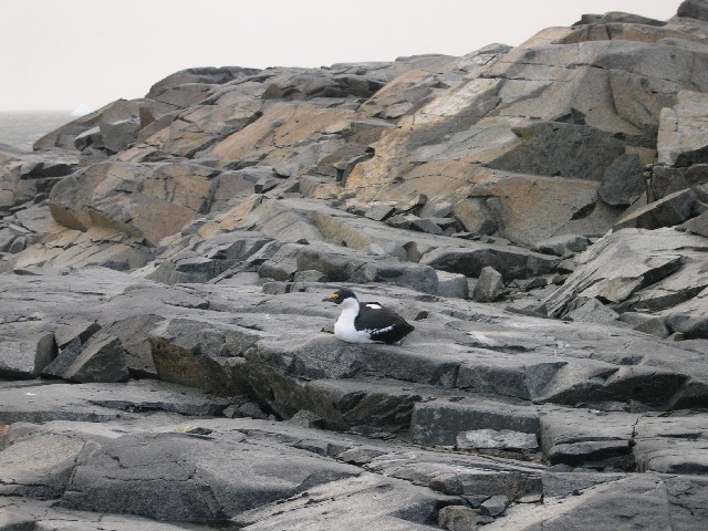 A Blue-eyed shag