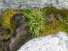 Deschampsia antarctica