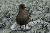 A skua