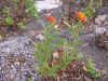 DSCN1059.JPG (883825 bytes)