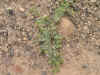 DSCN1060.JPG (907035 bytes)
