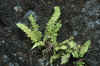 DSC_0627.JPG (1560737 bytes)