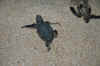 DSC_0703.JPG (1580408 bytes)