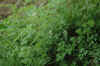 DSC_0776.JPG (1711355 bytes)
