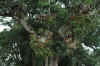 DSC_0778.JPG (1539717 bytes)