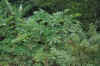 DSC_0779.JPG (1546532 bytes)