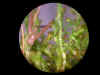 liverwort (695937 bytes)