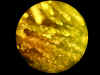 DSCN0246.JPG (745929 bytes)