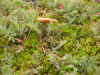 DSCN0764.JPG (825267 bytes)
