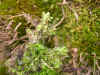 DSCN0803.JPG (806723 bytes)