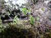 Filmy fern