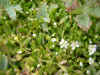 DSCN0848.JPG (802726 bytes)