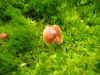 DSCN0861.JPG (803686 bytes)