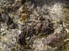liverwort (884285 bytes)