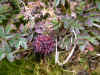 DSCN0883.JPG (814553 bytes)