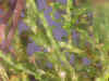 DSCN0891.JPG (927071 bytes)