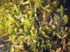 DSCN0894.JPG (834956 bytes)