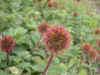 Acaena magelanica