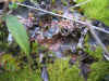 DSCN0942.JPG (903261 bytes)