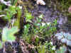 DSCN0976.JPG (904443 bytes)