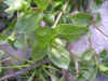 DSCN0980.JPG (911167 bytes)