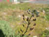 DSCN0995.JPG (900321 bytes)