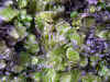 DSCN0998.JPG (897165 bytes)