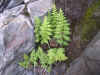 DSCN1000.JPG (899124 bytes)