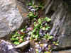 DSCN1001.JPG (900725 bytes)