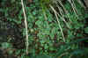 marchantia (1636316 bytes)
