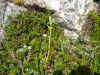 DSCN0207.jpg (2398665 bytes)