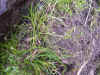 DSCN1009.JPG (910617 bytes)