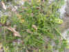DSCN1011.JPG (896892 bytes)