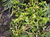 DSCN1017.JPG (897278 bytes)