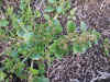 DSCN1019.JPG (909441 bytes)