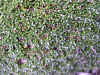 DSCN1036.JPG (892241 bytes)