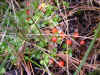 DSCN1040.JPG (875658 bytes)