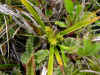 DSCN1831.JPG (803881 bytes)