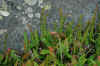 DSC_0282.JPG (1572343 bytes)