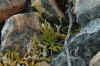 DSC_0601.JPG (1523931 bytes)