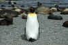 King penguin and fur seals
